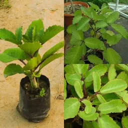 cloud farm Bryophyllum Pinnatum/Patharchatta Plant-picture-12