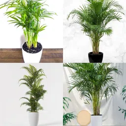 Palm plant seeds pack of 27 Seed-image-30