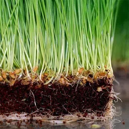 crgo BLACK WHEATGRASS , KALA GEHUN Seed image 2