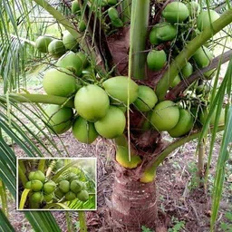 hfnfjfhgdfh Coconut Plant image 3