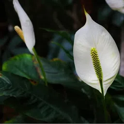 abefariya Peace Lily Plant image 2