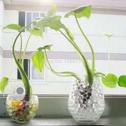 qweezer Water Jelly Balls for Home Decor, Vases Filler(40Grams,Clear Approx1000 balls) image 3