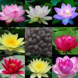 Lotus Seeds, Kamal seeds, Flower seed, Plant seeds Seed-image-1
