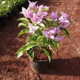 mamoni traders Bougainvillea Plant-picture-16