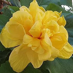 aquinnah Hibiscus Gudhal Flower Plant-picture-18