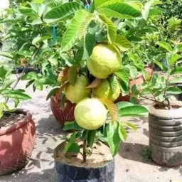 fuegoasiss Guava Plant-picture-14