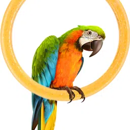buraq Interactive Playful Bird Hanging Ring Classic Accessories Resting Perch Swing Circle Bird Toy Plastic Chew Toy for Bird Cockatiel, Lovebird, Budgerigar, Finch . ( Color May vary ) Pack of 3 Plastic Training Aid For Bird image 2