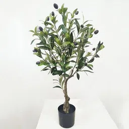 lifeshowme Zygocactus Plant-picture-21