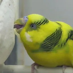 pet pro Cuttlefish Bone CALCIUM 100 Gram For Oral OR Food Mix Nutrient of Birds, Budgies Sea Food 0.2 kg Dry Adult, Senior, Young Bird Food image 4