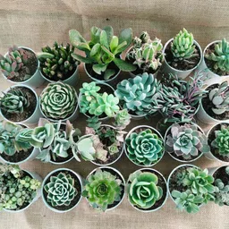 tofoh Succulents Plant-picture-15
