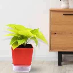 stand master Golden Natural Money Plant With Red self watering Pot-picture-25