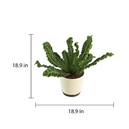 Cobra Fern Natural Plant in White Self Watering Plastic Pot by Ugaoo image 4