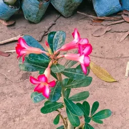 lt surya enterprises Adenium Plant image 5