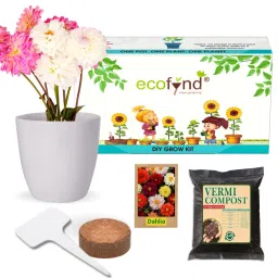 ecofynd Easy Grow It Yourself Dhalia Gardening Kit for Home And Garden image 1