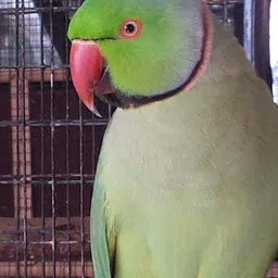 parrots wizard Big Size Sunflower Seed for African Grey & Indian Parrot, Macaw, Cockatoo Nuts 2.85 kg Dry Adult, Young, Senior Bird Food image 5