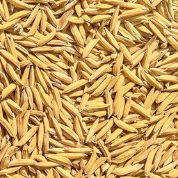 bula plant house Pusa Basmati Paddy 1509, Rice Seeds for Sowing, Farming & Agriculture, 1 KG Seed-picture-17