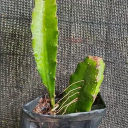 mamoni traders Dragon Tree image 4