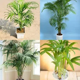 ibains Arcea nut plant seed pack of 36 Seed image 3