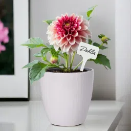 ecofynd Easy Grow It Yourself Dhalia Gardening Kit for Home And Garden image 2