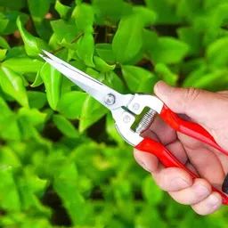 a&s toolshop Stainless Steel Branch Shear Flower Cutting Pruning Shears Straight Snip 1X Pruning Shear Garden Scissor Bypass Pruner image 4