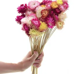artecasa Straw Delight Multicolor Dried Flowers Set of 25 Stems image 3