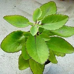 cloud farm Bryophyllum Pinnatum/Patharchatta Plant image 3