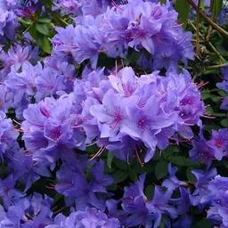 cloud farm Azalea plant image 1