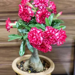 breezy blooms Adenium Plant-picture-35