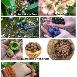 beautum NEPALI 7 MUKHI RUDRAKSHA WITH NATURAL FINISH Wood Pendant image 4