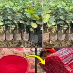 plantscorner Red Sandalwood Plant-picture-28