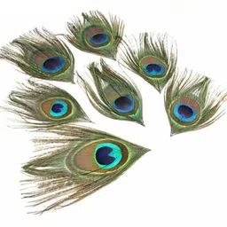 designer bandhu Pack of 5 Decorative Feathers-picture-24