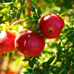 afartiobina Pomegranate Plant-picture-19