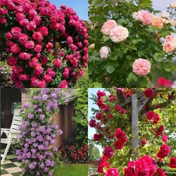ibains Climbing Rose Seeds no of seeds 46 Seed image 4