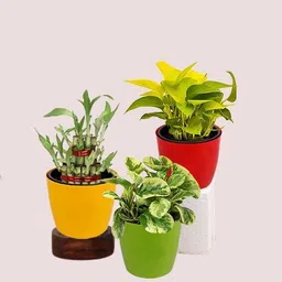 afartiobina Money Plant-picture-14