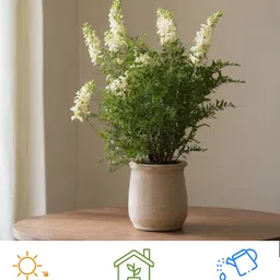 horticate Dragon Tree image 3