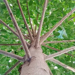 kpbhander Kadam Plant image 2