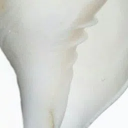lakhi handicraft Blowing Shankh for Pooja Original (4 TO 5 Inch, White) Blowing Shankh image 4
