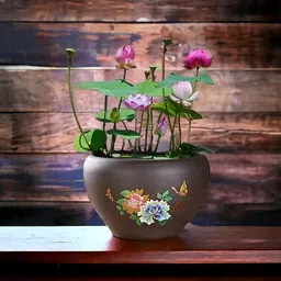 nurseryfriend Lotus 30 seeds, Mixed Colours Japanese Water Lily Seeds for Home Garden Seed image 2