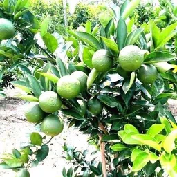 afartiobina Lemon Plant image 5