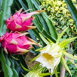 mamoni traders Dragon Tree image 2