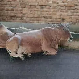 cow bed Shakti Long Lasting Ethylene Vinyl Acetate Free Easy Clean Cow, Dog, Hamster, Guinea Pig, Miniature Pig Pet Mat image 3