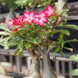 lt surya enterprises Adenium Plant image 2