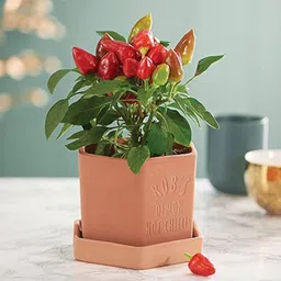 ibains Kashmiri chilli seed Seed image 3