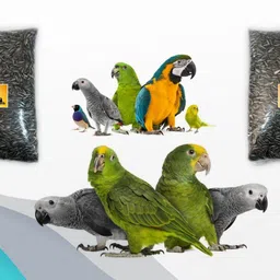 parrots wizard Bird Food Sunflower Seed 2.7 kg (3x0.9 kg) Dry Adult, Young, New Born Bird Food image 2