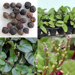 bdsresolve Malabar Spinach Seeds For Gardening pack of 32 Seed image 3