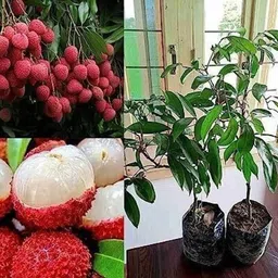 latostazas Litchi Plant-picture-11