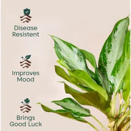 kyari Aglonema Ice With Arbor Pot - Yellow image 2