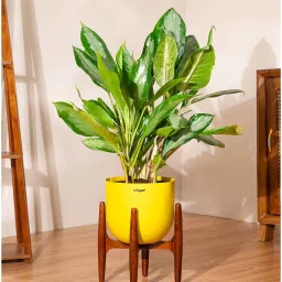 kyari Aglonema Ice With Arbor Pot - Yellow image 1