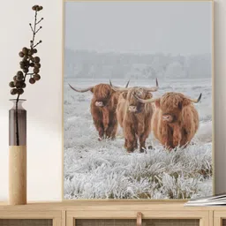 INDIAN CLASSIC ART White & Brown 2 Highland Cows in The Snow Printed Framed Wall Art-image-77