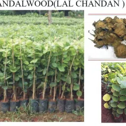 green india Red SandalWood, Lal Chandan, Rakta Chandanam, Red Sander Tree Seed 100 gm Seed image 2